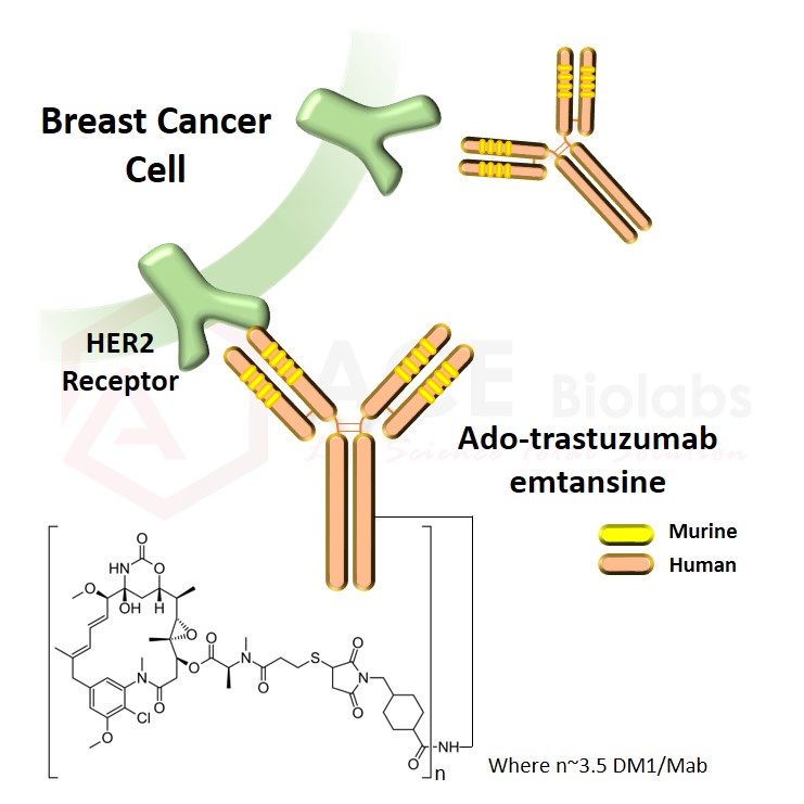 Anti HER Ado Trastuzumab Emtansine ACE Biolabs Antibody Chemical Enzyme